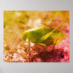 Poster Grasshopper Katydid Grunge Abstrait