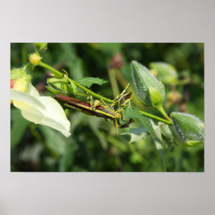 Poster Grasshopper Pair 2