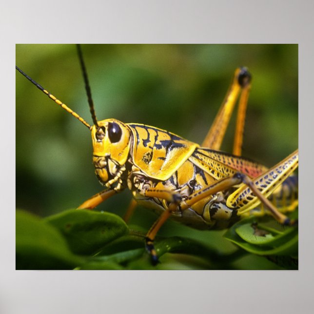 Poster Grasshopper, Parc national des Everglades, Floride (Devant)