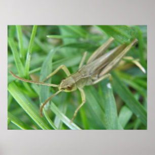 Poster Grasshopper Print