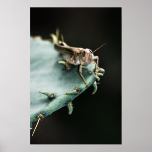 Poster Grasshopper sur Cactus