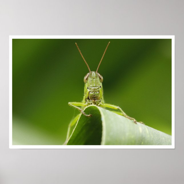 Poster Grasshopper sur la feuille Gros plan (Devant)