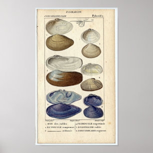 Poster Gravure à l'eau-forte marine classique - palourdes