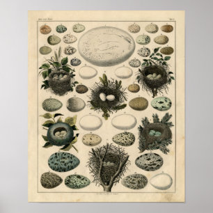 Poster Gravure à l'eau-forte zoologique classique - nids