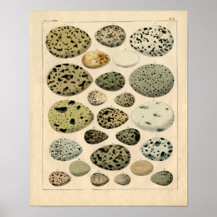 Poster Gravure à l'eau-forte zoologique classique - oeufs