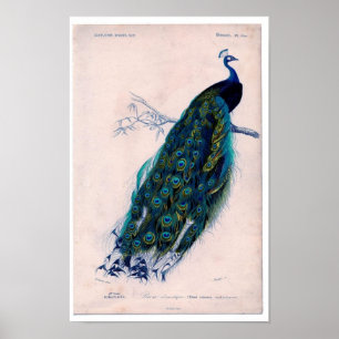 Poster Gravure à l'eau-forte zoologique classique - paon