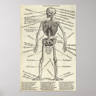Poster Gravure d'anatomie