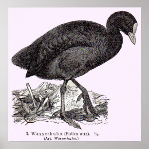 Poster gravure de wasserhuhn ou de moorhen du 19e siècle