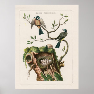 Poster Gravures d'oiseaux