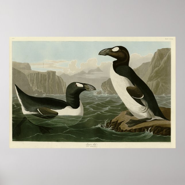 Poster Great Auk - John James Audubon's Birds of America (Devant)