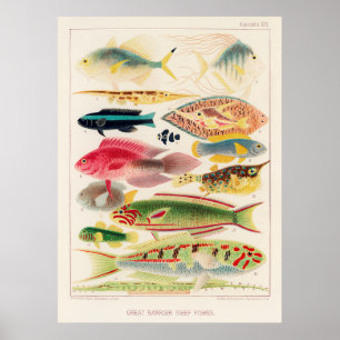 Poster Great barrier reef fish of Australia