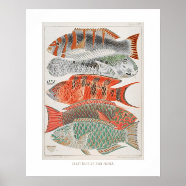 Poster Great Barrier Reef Fishin Coral, Art Print (Devant)