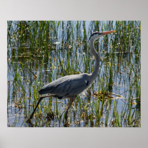 Poster Great Blue Heron Bird Marsh Closeup