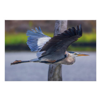 Poster Great Blue Heron Flight Wildlife Bird Photography