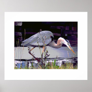 Poster Great Blue Heron Foraging