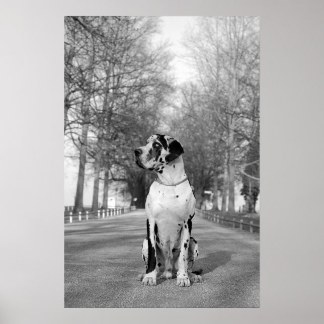 Poster Great Dane (Devant)