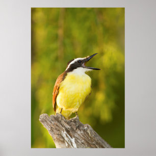 Poster Great Kiskadee