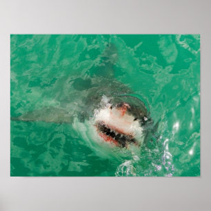 Poster Great White