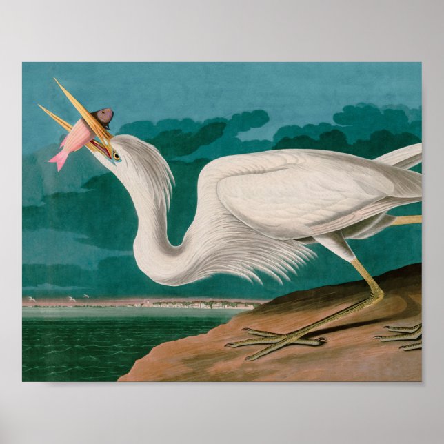 Poster Great White Heron Birds of America Audubon Imprime (Devant)