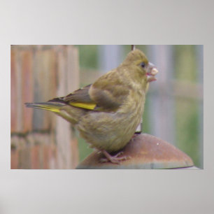Poster Greedy Greenfinch Print