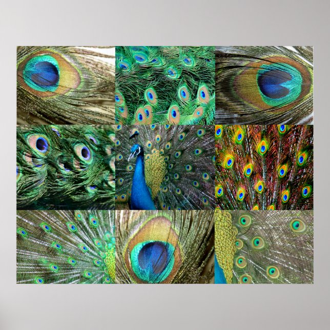 Poster Green Blue Peacock photo collage (Devant)
