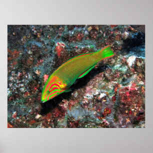 Poster Green et Red Wrasse