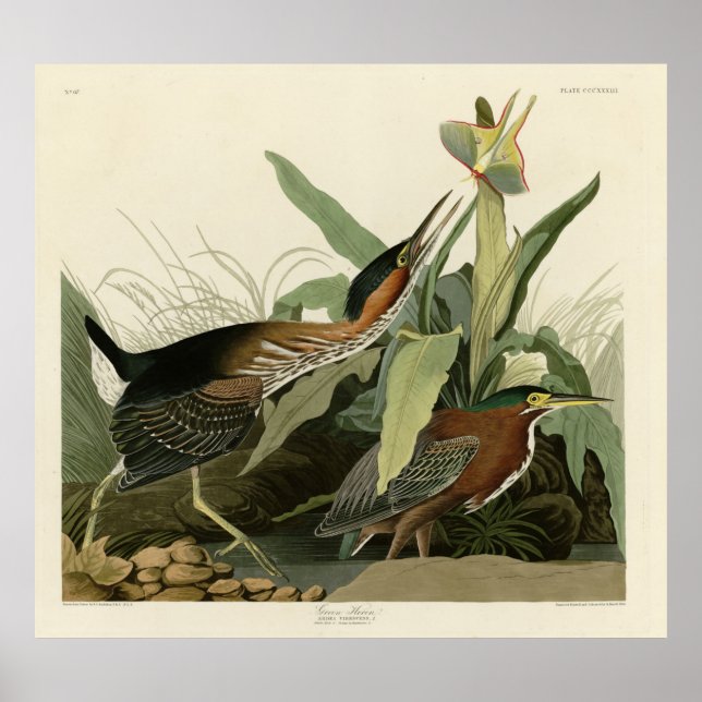 Poster Green Heron, les oiseaux d'Amérique de John James  (Devant)