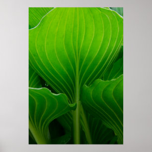 Poster Green Hosta Leaf