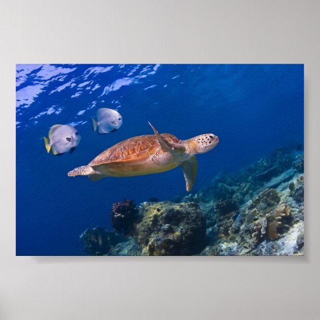 Poster Green Sea Turtle nageant avec deux Batfish (Devant)