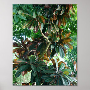Poster Green Tropical Jungle