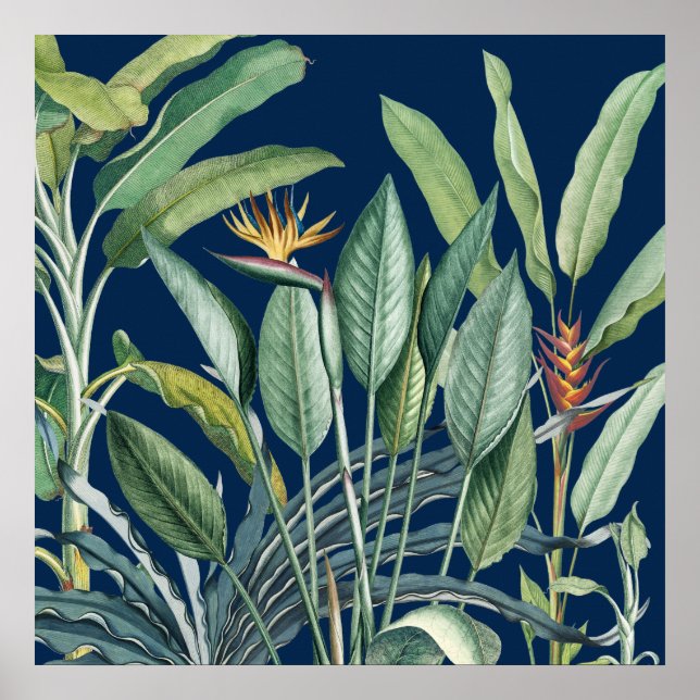 Poster Green Tropical Jungle Banana Tree Strelitzia (Devant)