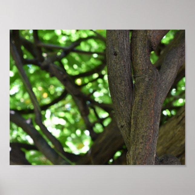 Poster Green Wisteria Pergola Tree Nature Photographie (Devant)