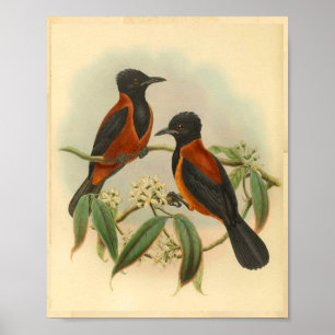 Poster Grêle roux Noir Vintage Oiseau rouge Imprimer