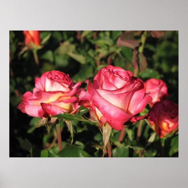 Poster Grenade Hybrid Tea Roses 045 (Devant)
