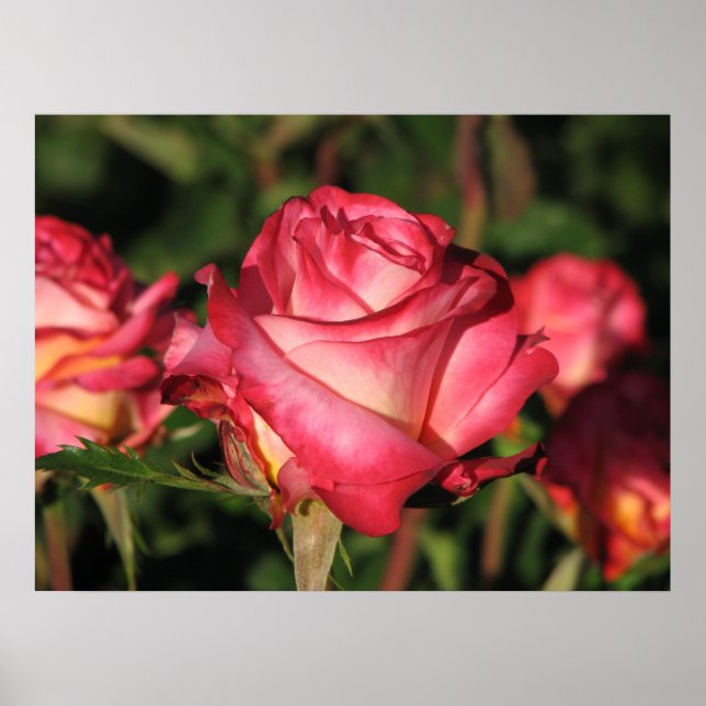 Poster Grenade Hybrid Tea Roses 046 (Devant)