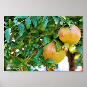 Poster Grenades d'Automne