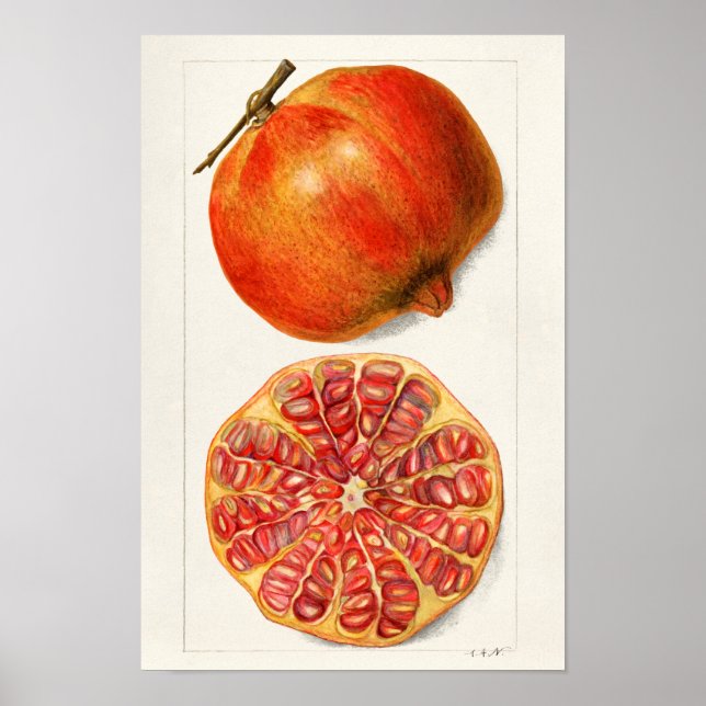 Poster Grenades (Punica Granatum) Peinture de fruits (Devant)