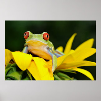 Poster grenouille