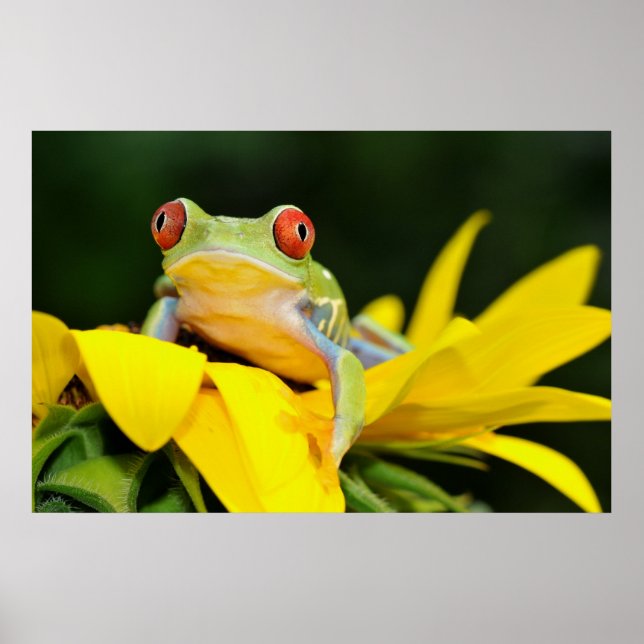 Poster grenouille (Devant)