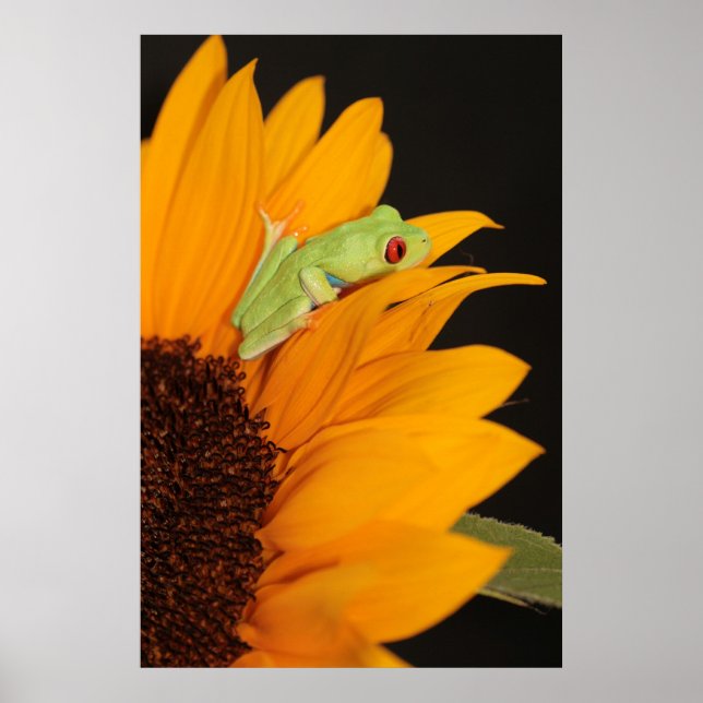 Poster grenouille (Devant)