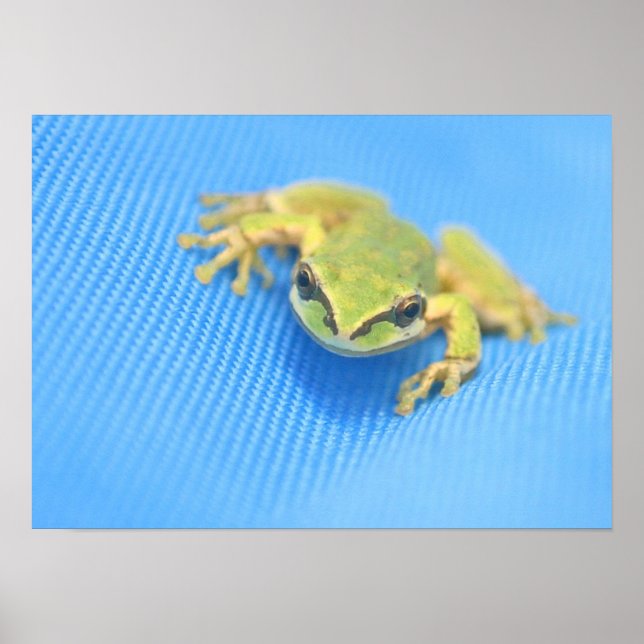 Poster Grenouille (Devant)