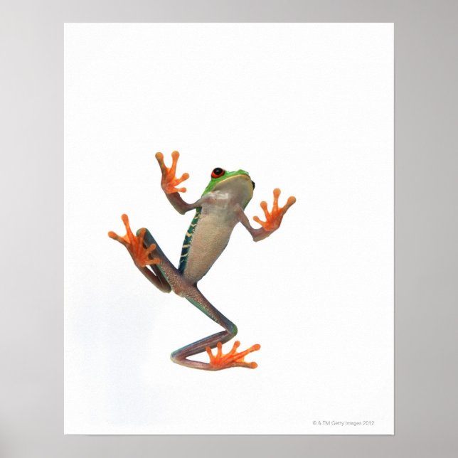 Poster Grenouille (Devant)
