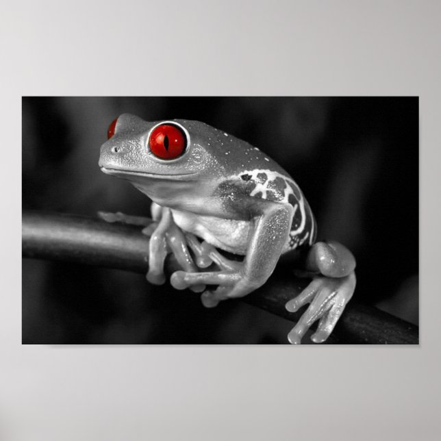 Poster Grenouille à arbre rouge (Devant)