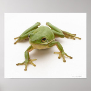 Poster Grenouille à arbre vert