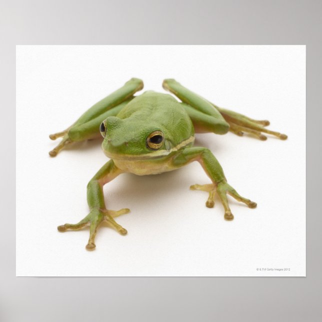Poster Grenouille à arbre vert (Devant)