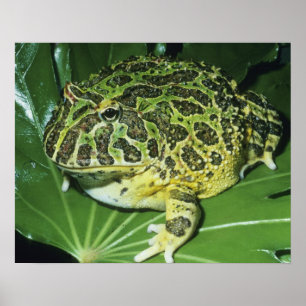 Poster Grenouille à cornes ornées, (Ceratophrys ornata),