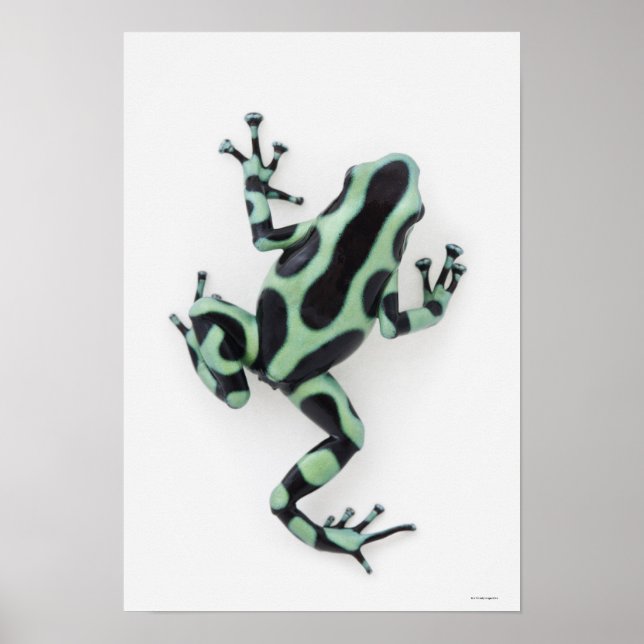 Poster Grenouille à poison noire et verte (Devant)