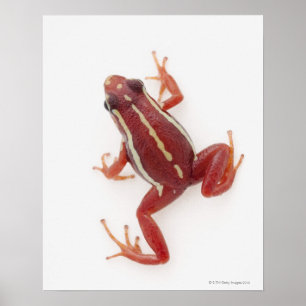 Poster Grenouille à tarte blanche