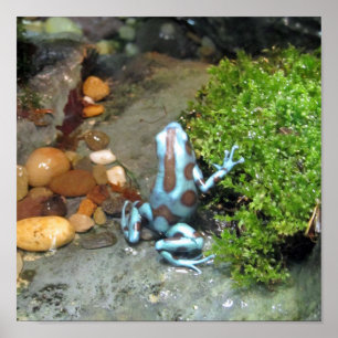 Poster Grenouille à tarte bleu argenté