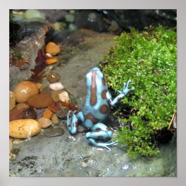 Poster Grenouille à tarte bleu argenté (Devant)